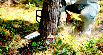 伐採を頼みたい