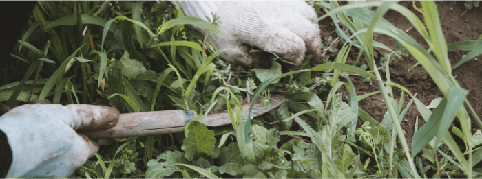 草むしりイメージ3