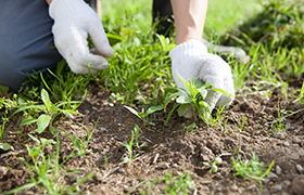除草