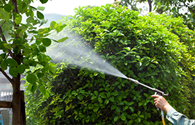 庭木の消毒