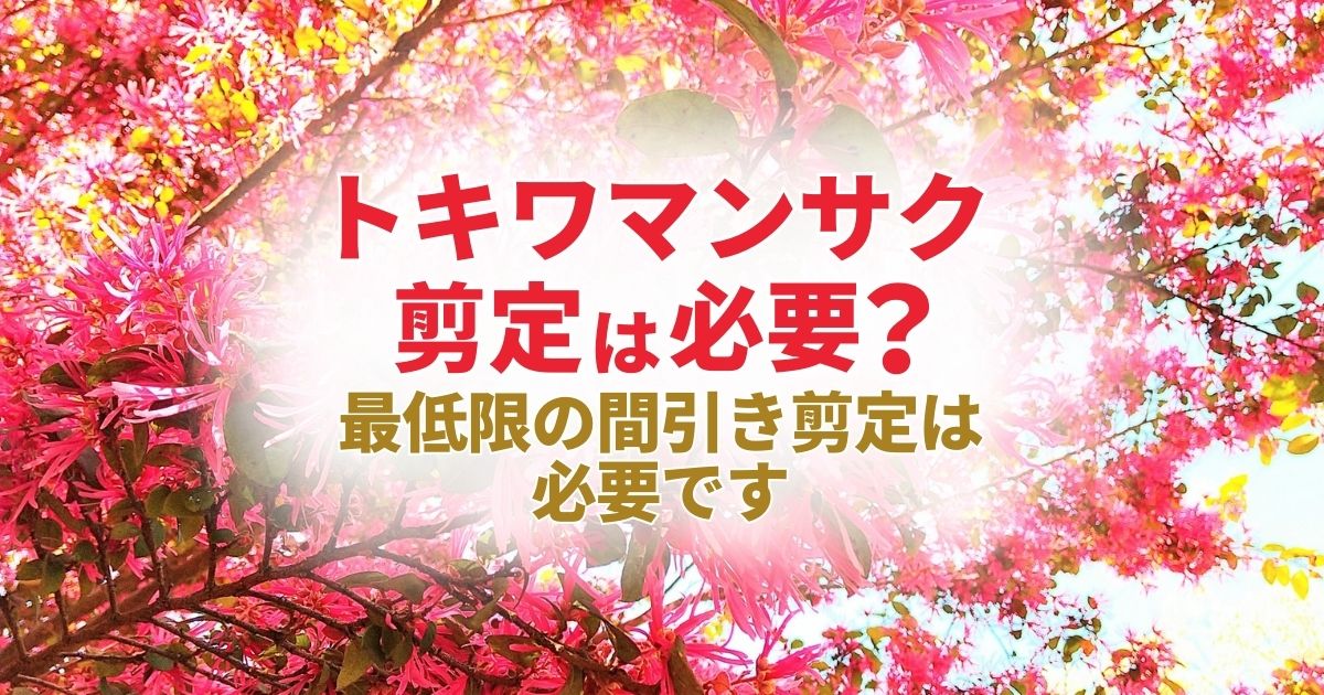 トキワマンサク剪定｜剪定の仕方や時期・育て方について解説