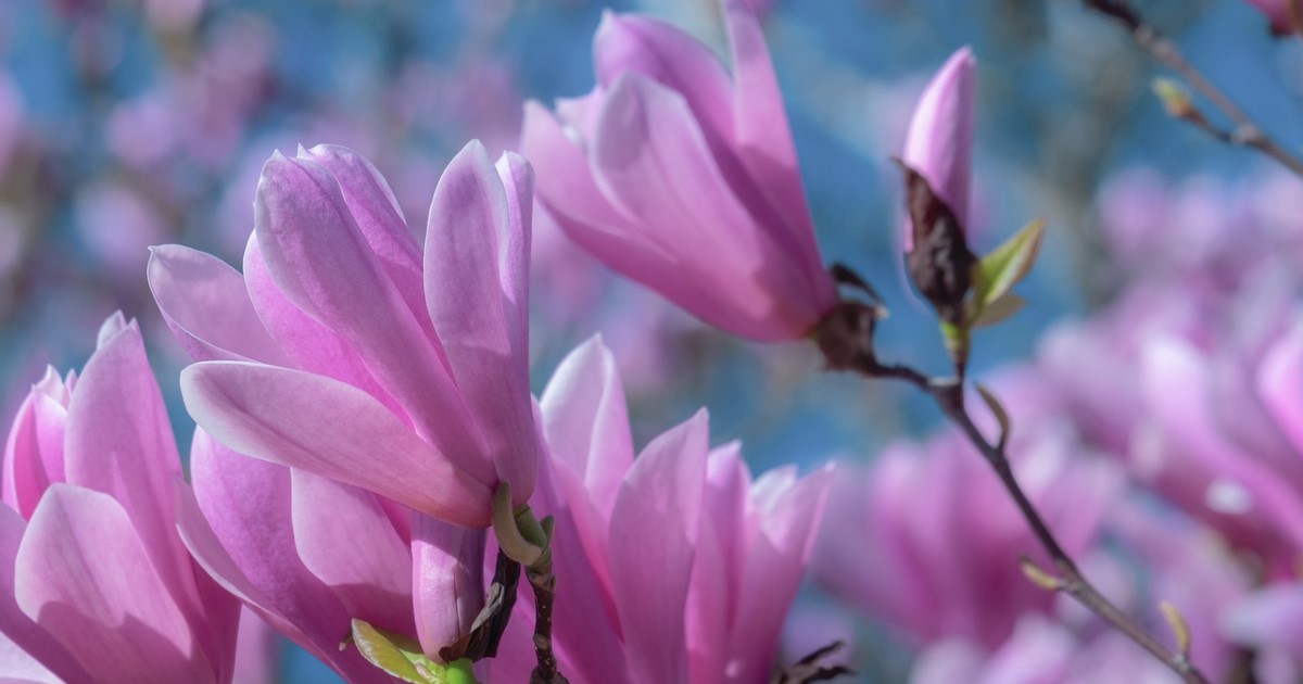 木蓮の剪定方法｜育てるときの秘訣・気になる害虫について解説