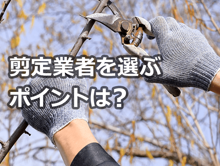 剪定業者を選ぶコツは？安く依頼する方法も紹介！