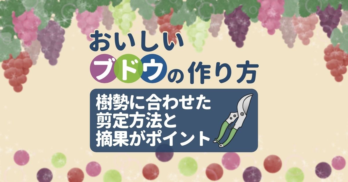 ブドウの剪定は1月中に！品種に合わせた方法で実付きをよくしよう