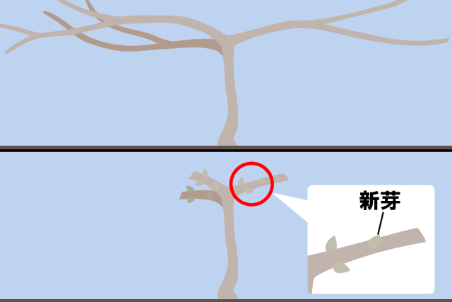 ノウゼンカズラ 剪定